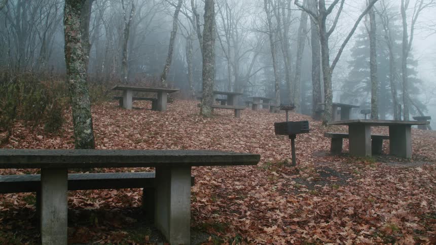 The view is of the forest area in the middle of the day time
