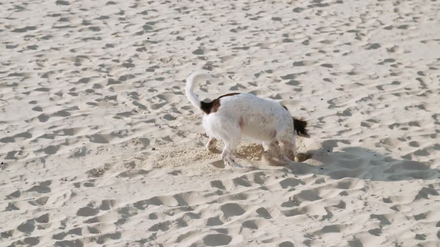 A brown and white dog wagging its tail while digging in sand on a beach