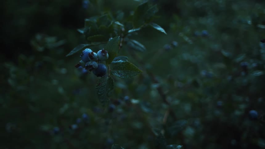 Blueberry bush with morning dew