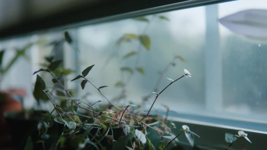 Closeup of houseplants on windowsill