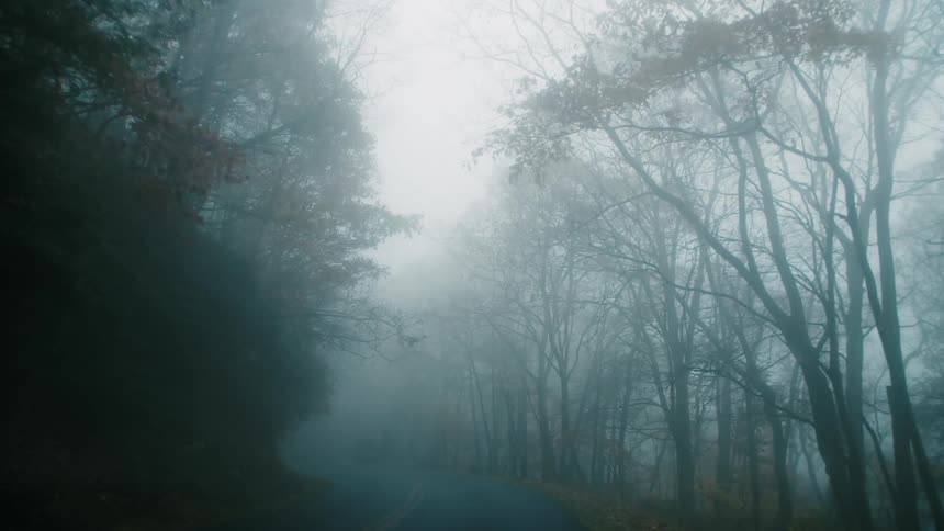 The view is of the forest area and it is very foggy