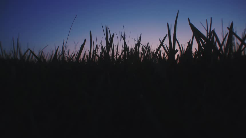 Sunset in the grass