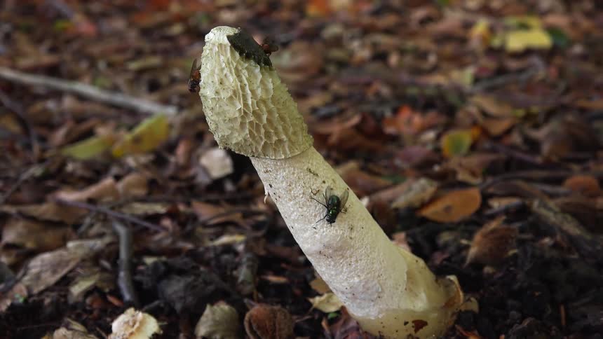 Close up view of flies landing on a mushroom