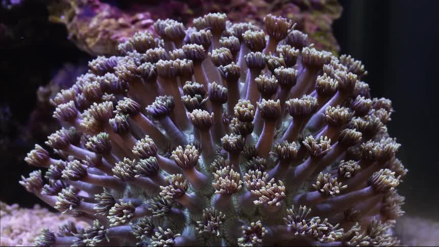 Purple tentacles wave on coral reef in water