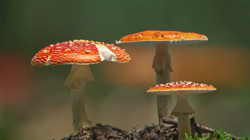 Time lapse of red mushrooms growing and opening in the ground at daytime