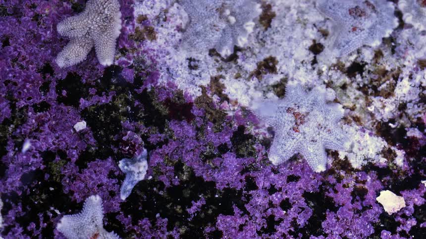 Many purple starfish moving underwater