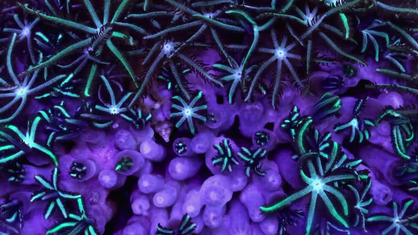 Sea spiders are moving and glowing underwater among other sea life