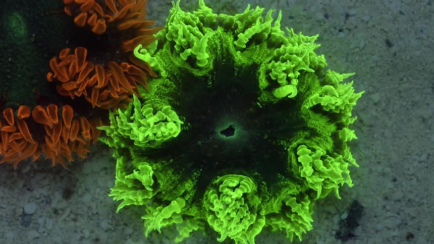A view of coral in the ocean