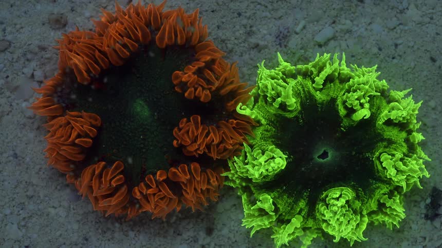Two very colorful coral polyps in the ocean open and close during a time lapse