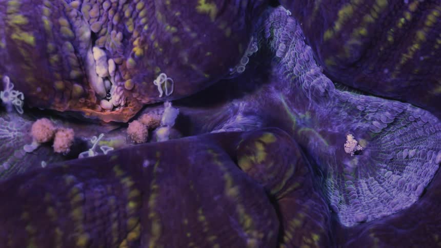Purple coral eats sea creatures in water