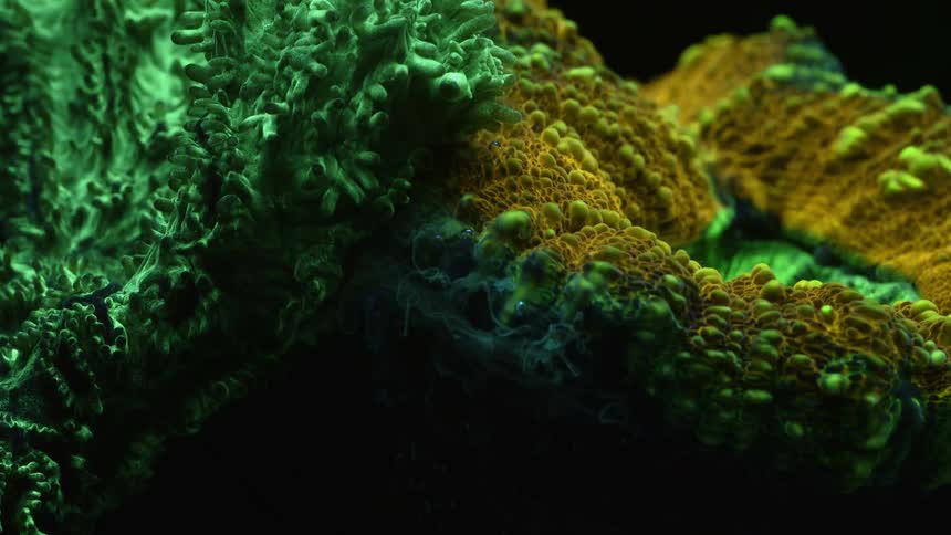 Green sea anenome and plant life underwater