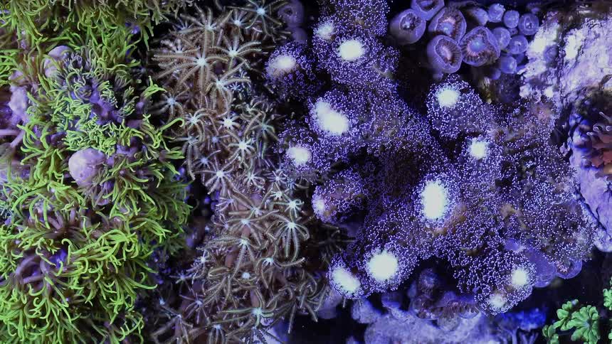 Vividly colored reef organisms move in water