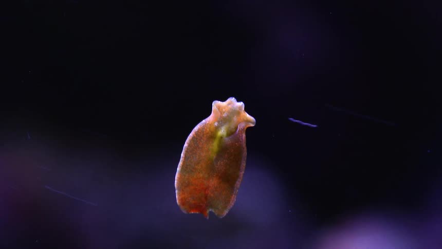 Time lapse close up of a slug climbing the glass wall of an aquarium