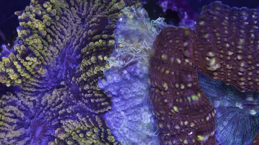 Close up view of an ocean organism is displayed