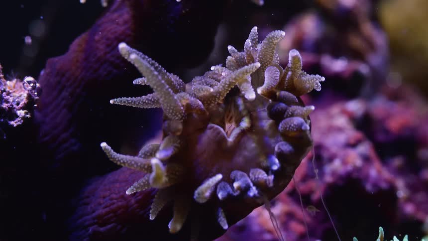 Close up of purple polyps on coral waving their tentacles in water in time lapse