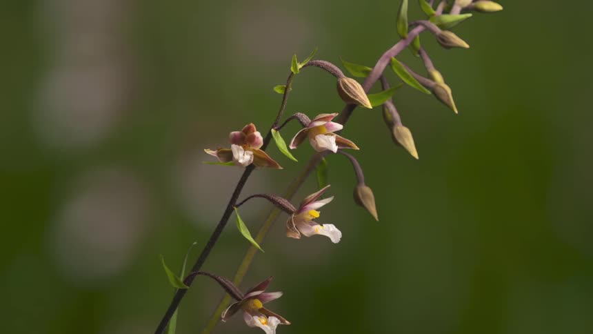 Time lapse view of a plant blossoming in spring