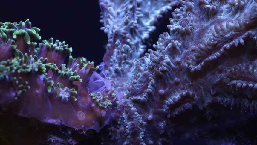 Numerous colorful coral polyps open and close as they filter feed in the ocean