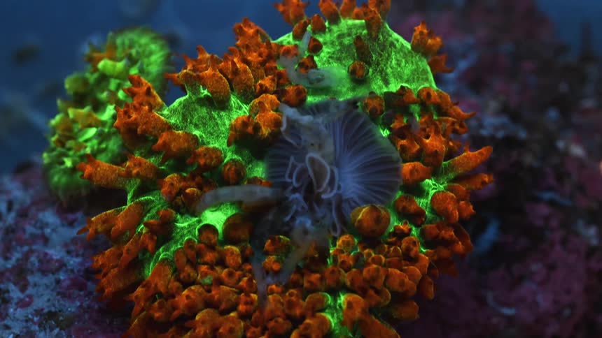 Time lapse view of coral and sea life is displayed