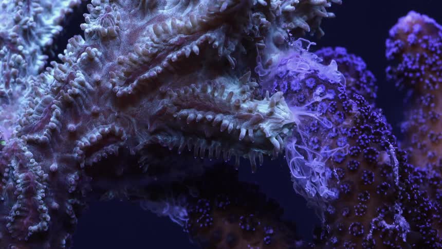 Zoanthus coral is moving underwater with other sea life