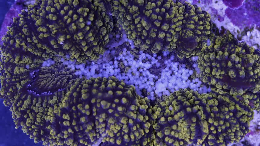 Purple and green textured aquatic life