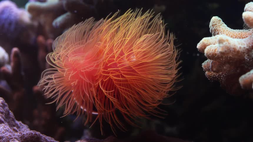 Time lapse close up of an anemone feeding inside an aquarium under bright blue lights