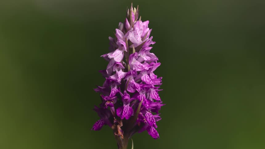 Time lapse of a lavender flower blooming outdoors at daytime