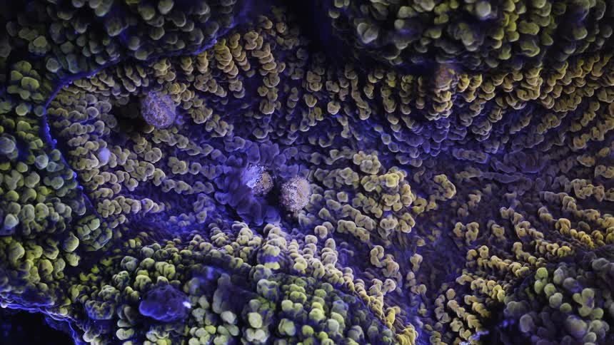 A time lapse of coral polyps show them slowly swaying in ocean currents