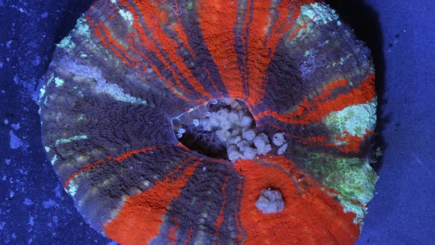 Close up view of an ocean organism is displayed