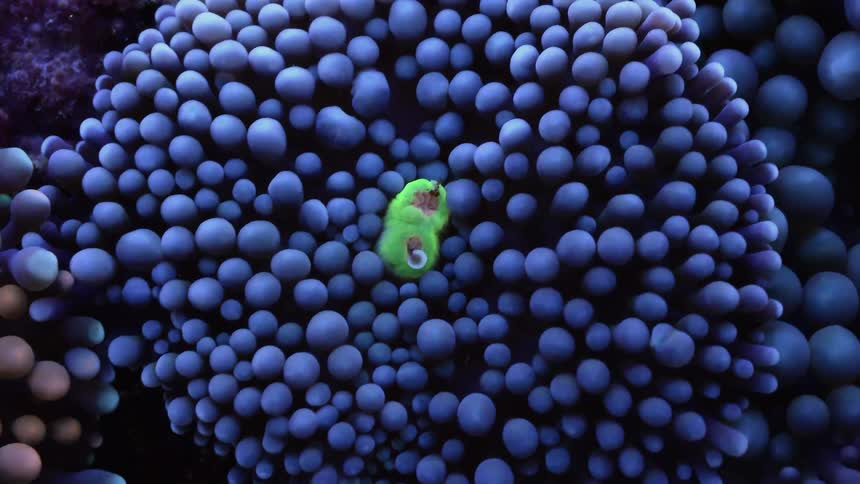 Blue underwater marine life moving in place