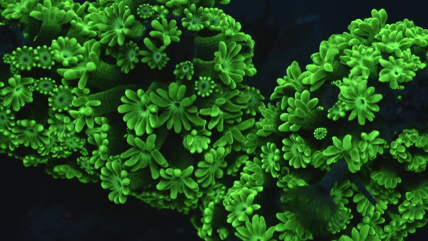 Close up of green polyps on coral waving their tentacles