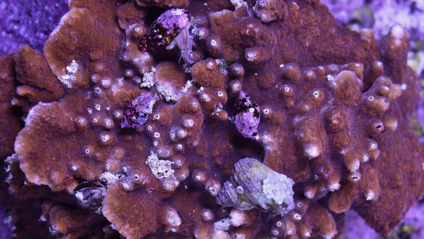 Marine life on a coral reef in the ocean