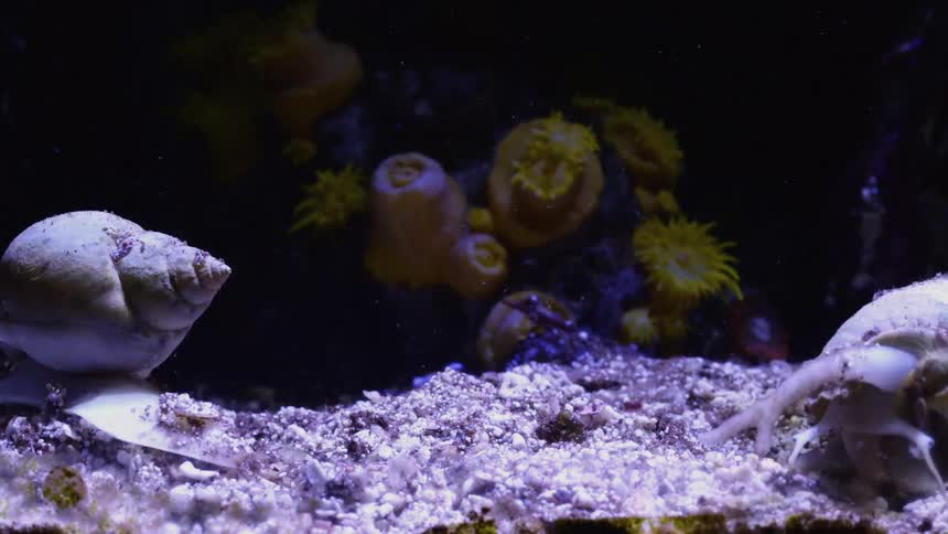 Two snails interacting underwater