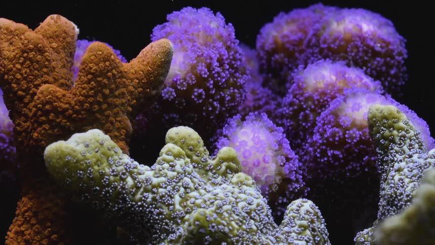 Time lapse view of under the ocean water is displayed