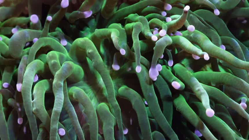 Moving green sea life underwater
