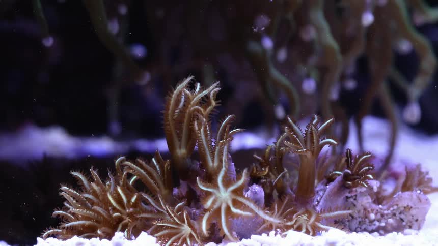 Purple tentacles wave on coral reef in water