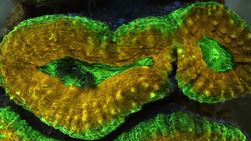 Close up of green brain coral in water