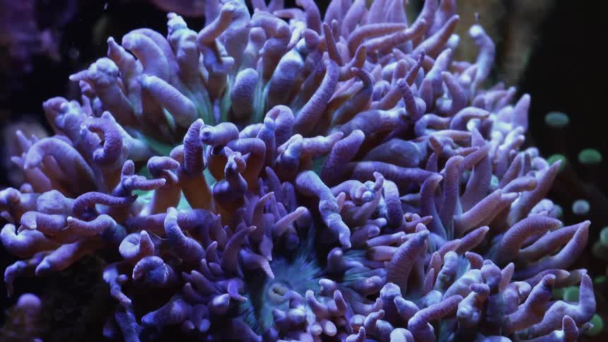 Close up of purple polyps on coral waving their tentacles in time lapse