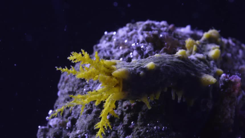 Time lapse close up of an anemone feeding inside an aquarium under bright blue lights