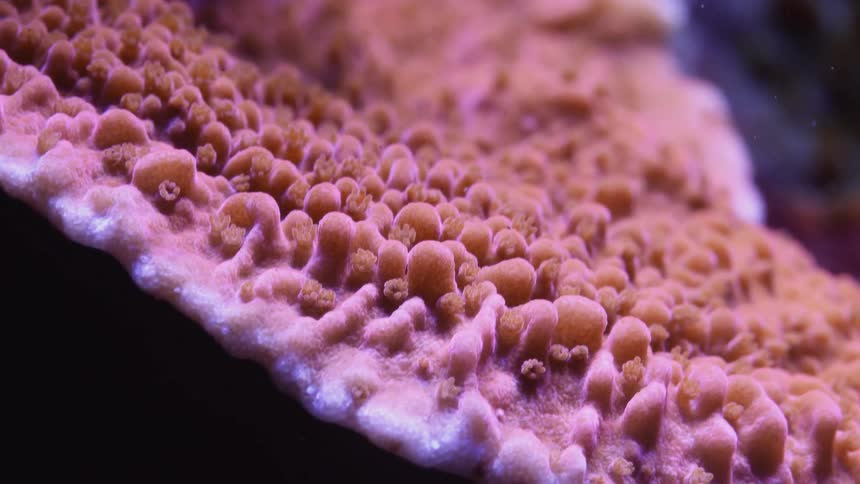 Pink coral is living and growing underwater