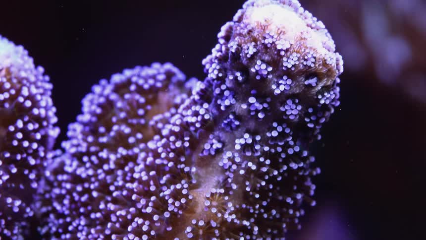Time lapse of a sea anemone wiggling its appendices on an aquarium tank