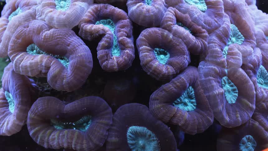 A view of coral and fish in the ocean