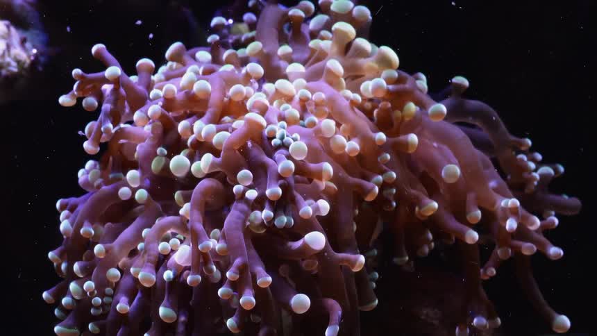 Time lapse of a sea anemone wiggling its appendices on an aquarium tank