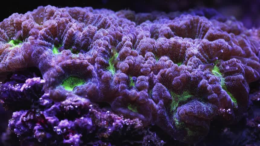 Time lapse close up of an anemone feeding inside an aquarium under bright blue lights