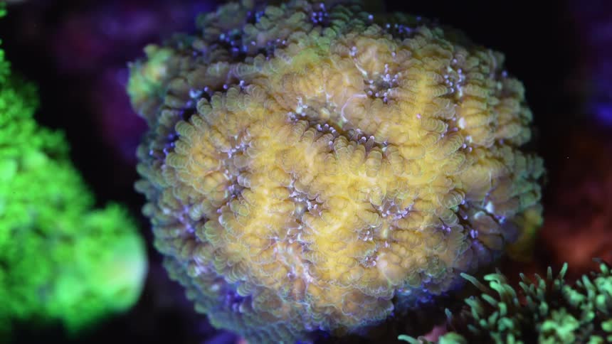 A view of coral outdoors in the ocean