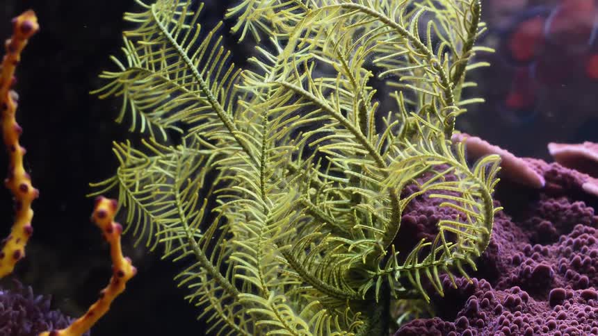 Plant life and coral in bright colors underwater
