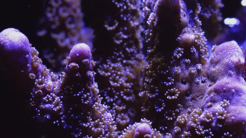 A view of coral in the ocean