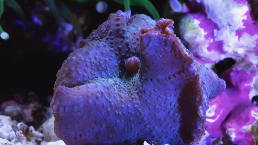 Time lapse close up of an anemone feeding inside an aquarium under bright blue lights