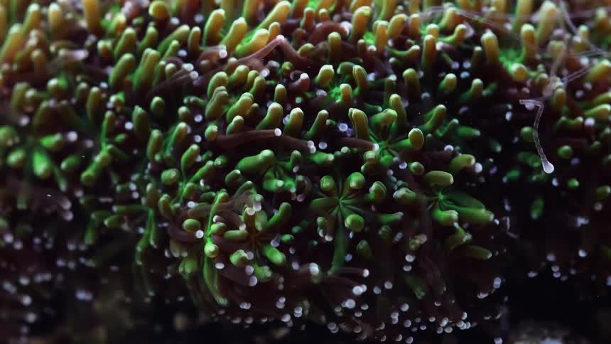 Time lapse close up of an anemone feeding inside an aquarium under bright blue lights