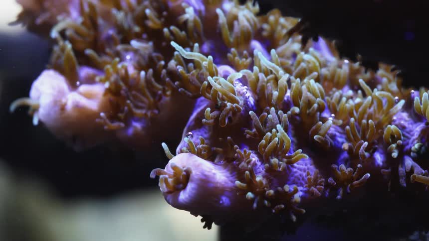 Coral is moving underwater among other sea life