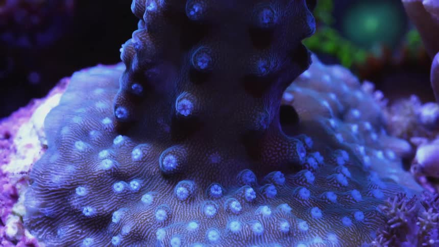Colorful plants move underwater under neon lights